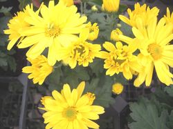花やのハウスで花笑う クッションマム Nbイエロー1 10
